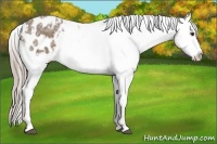 Horse Color:Chocolate Palomino Ice Sabino Appaloosa Rabicano