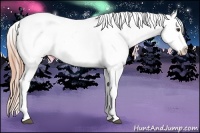 Horse Color:Liver Chestnut Appaloosa Rabicano