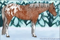 Horse Color:Brown Tobiano Appaloosa  and Silver Brown Tobiano Appaloosa 