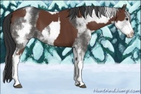 Horse Color:Bay Sabino  and White Spotted Black 