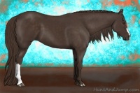 Horse Color:Liver Chestnut 