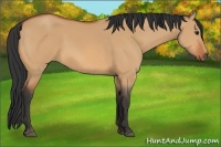 Horse Color:Bay Dun