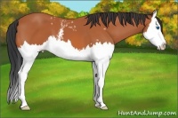 Horse Color:White Spotted Bay Splash 