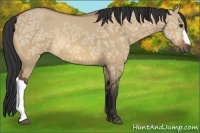 Horse Color:Bay Ice Dun