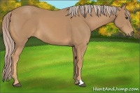 Horse Color:Palomino 