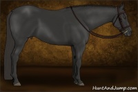 Horse Color:Liver Chestnut Sabino