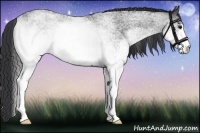 Horse Color:White Spotted Blue Roan 