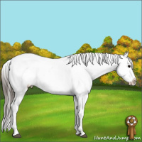 Horse Color:White Spotted Brown Appaloosa Rabicano