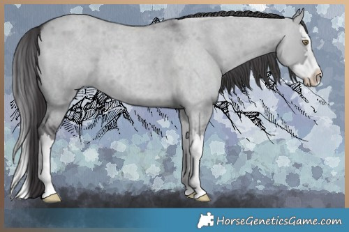 Horse Color:Smoky Grullo Chinchilla Roan Splash 