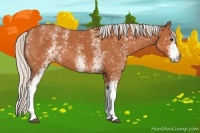 Horse Color:White Spotted Silver Bay 