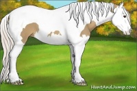 Horse Color:Palomino Splash Tobiano 