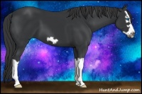 Horse Color:Black Splash Frame