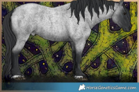 Horse Color:Blue Roan 