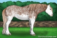 Horse Color:White Spotted Chestnut Splash