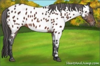 Horse Color:Bay Appaloosa 
