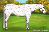 Horse Color:Bay Appaloosa 