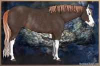 Horse Color:Liver Chestnut Splash Rabicano 