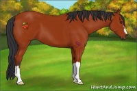 Horse Color:Bay 