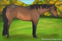 Horse Color:Buckskin 