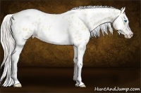 Horse Color:Silver Amber Champagne Roan Dun Splash Tobiano Frame Blanket Rabicano