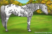 Horse Color:White Spotted Black Appaloosa
