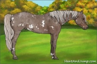 Horse Color:White Spotted Silver Black