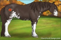 Horse Color:Liver Chestnut Sabino