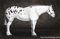 Horse Color:White Spotted Liver Chestnut Sabino Appaloosa 