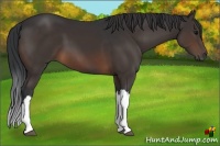Horse Color:Brown 