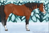 Horse Color:Bay Splash 