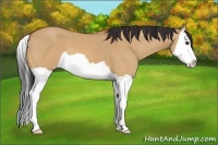 Horse Color:Bay Dun Splash