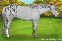 Horse Color:Black Appaloosa 