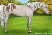 Horse Color:Silver Bay Appaloosa 