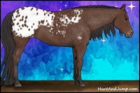 Horse Color:Bay Appaloosa
