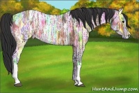 Horse Color:Bay Ice Appaloosa 