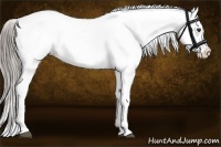 Horse Color:Chocolate Palomino Ice Appaloosa