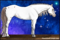 Horse Color:Bay Dun Appaloosa 