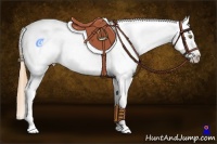 Horse Color:Classic Cream Champagne Roan Splash Appaloosa
