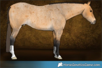 Horse Color:Buckskin Roan 