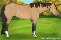 Horse Color:Bay Dun