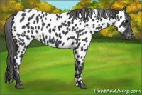 Horse Color:Black Appaloosa
