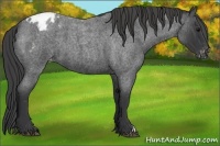 Horse Color:Blue Roan Appaloosa 