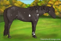 Horse Color:White Spotted Liver Chestnut 