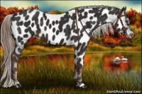 Horse Color:Liver Chestnut Appaloosa 