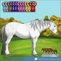 Horse Color:White Spotted Liver Chestnut Sabino 