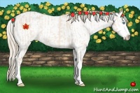 Horse Color:Perlino Sabino  and Perlino Sabino Splash 