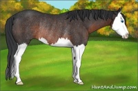 Horse Color:Brown Splash Rabicano