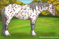 Horse Color:Brown Appaloosa 