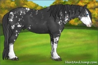Horse Color:Black Sabino Splash