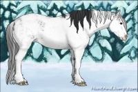 Horse Color:Black Sabino 